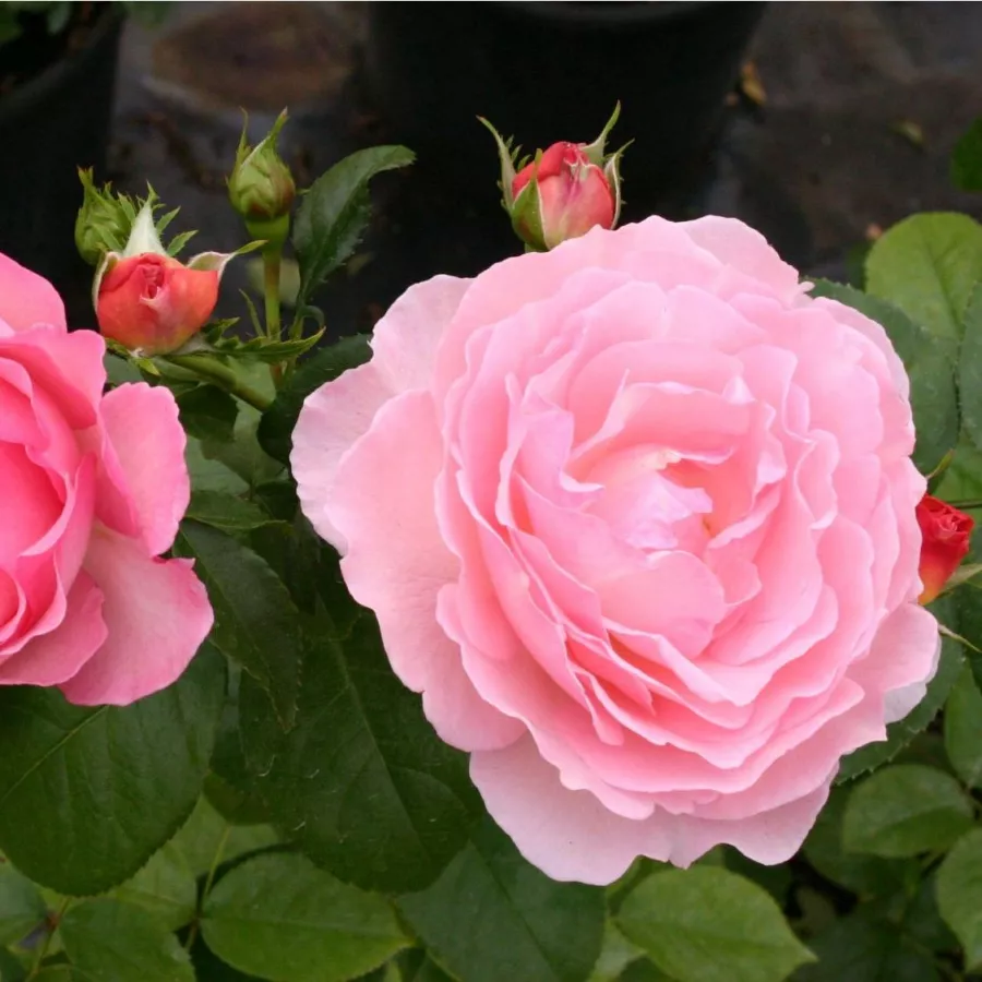 Pomarańczowy - różowy - Róża - South Seas™ - Szkółka Róż Rozaria