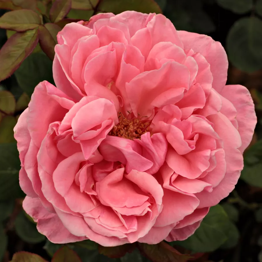 Naranja rosa - Rosa - South Seas™ - rosal de pie alto