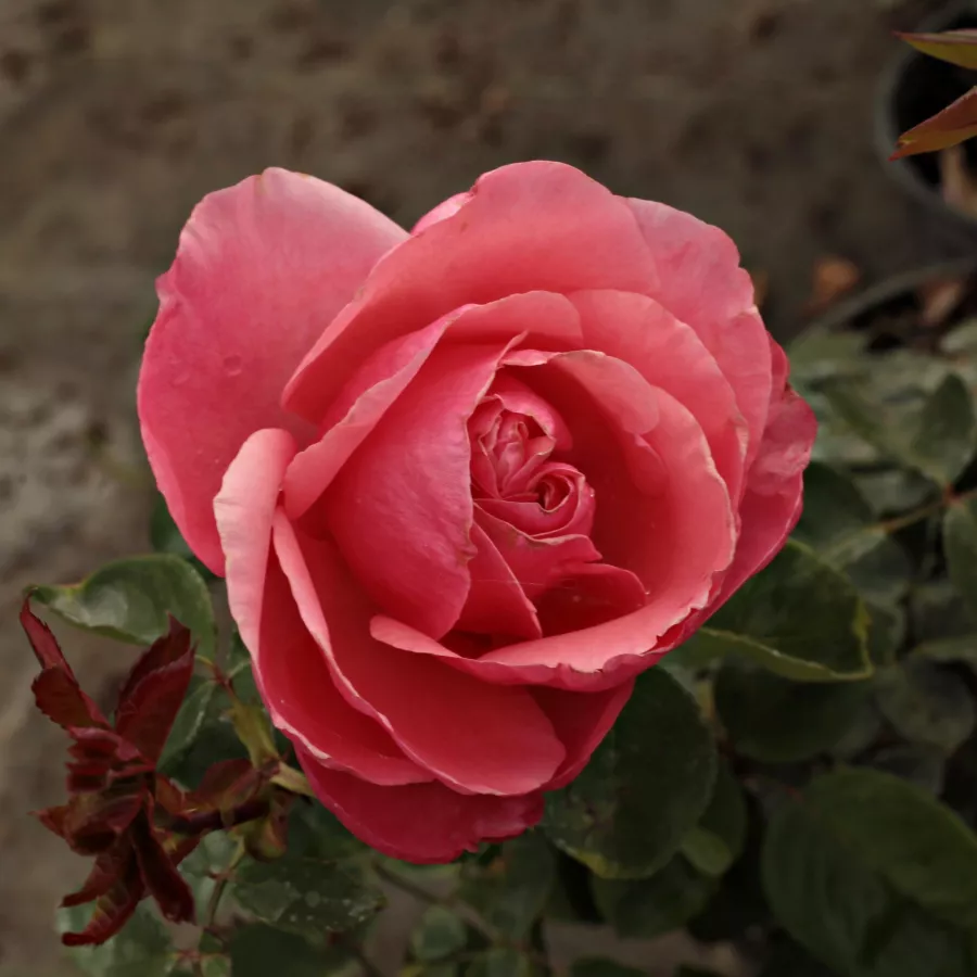 Róża pienna - Róże pienne - z kwiatami hybrydowo herbacianymi - Róża - South Seas™ - 