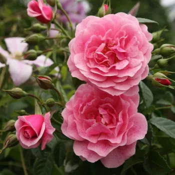 Orange - rose - rosier haute tige - Fleurs hybrid de thé