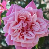 Vrtnica vzpenjalka - Rambler - roza - Zmerno intenzivni vonj vrtnice - Rosa Souvenir de J. Mermet - Na spletni nakup vrtnice