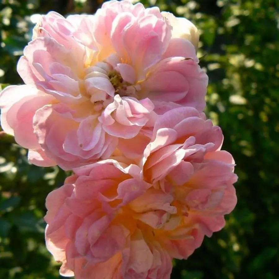 Różowy - Róża - Souvenir de J. Mermet - Szkółka Róż Rozaria