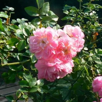 Rosa Souvenir de J. Mermet - roza - Vrtnica vzpenjalka - Rambler