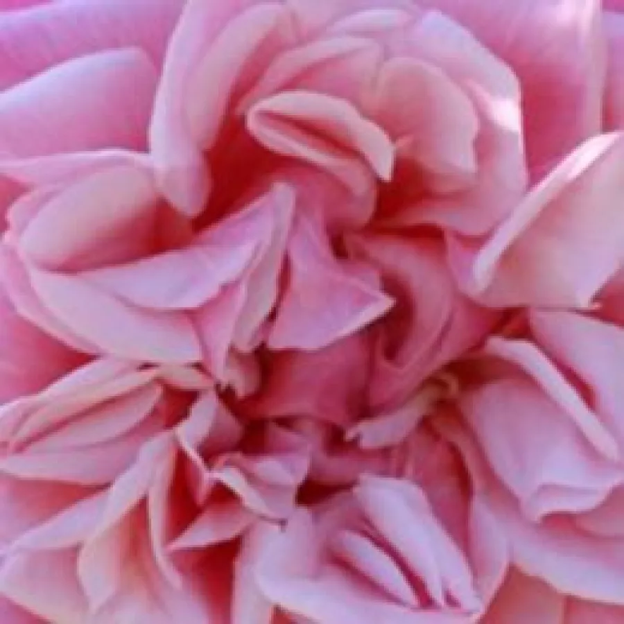 Rambler - Rózsa - Souvenir de J. Mermet - Online rózsa rendelés