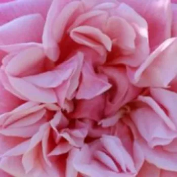 Rosen Shop - ramblerrosen - rosa - Rosa Souvenir de J. Mermet - mittel-stark duftend - Louis Mermet - Wir können sie ohne Zurückhalten auf Bäume oder Rosenbögen ranken lassen.