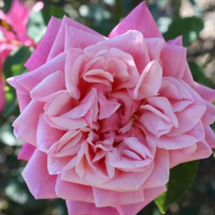 Ružová - Ruža - Souvenir de J. Mermet - 