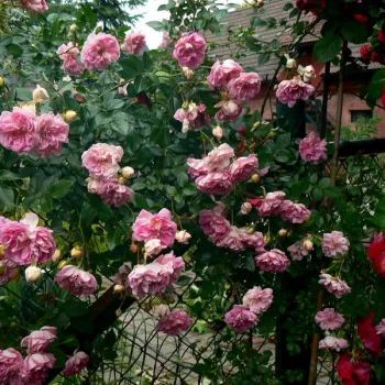 Rózsaszín - rambler, kúszó rózsa - közepesen illatos rózsa - gyümölcsös aromájú