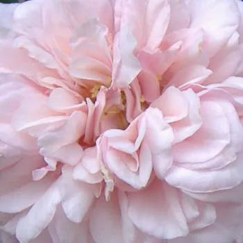 Online rózsa vásárlás - rózsaszín - történelmi - bourbon rózsa - Souvenir de la Malmaison - intenzív illatú rózsa - ánizs aromájú - (60-120 cm)