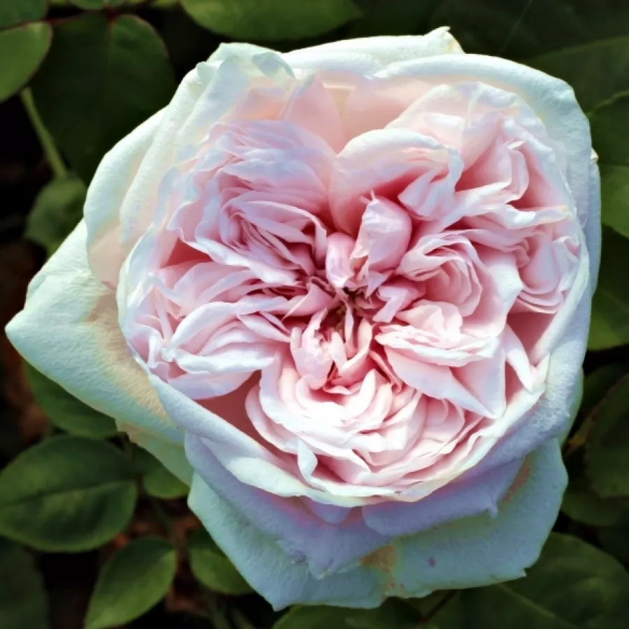 Történelmi - bourbon rózsa - Rózsa - Souvenir de la Malmaison - Online rózsa rendelés