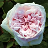 Bourbonská ruža - ružová - intenzívna vôňa ruží - aróma - Rosa Souvenir de la Malmaison - Ruže - online - koupit