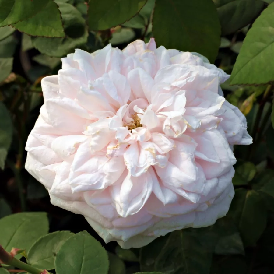 Rózsaszín - Rózsa - Souvenir de la Malmaison - Online rózsa rendelés