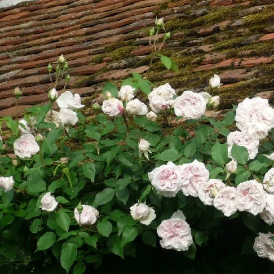 Rosa intensamente profumata - Rosa - Souvenir de la Malmaison - Produzione e vendita on line di rose da giardino