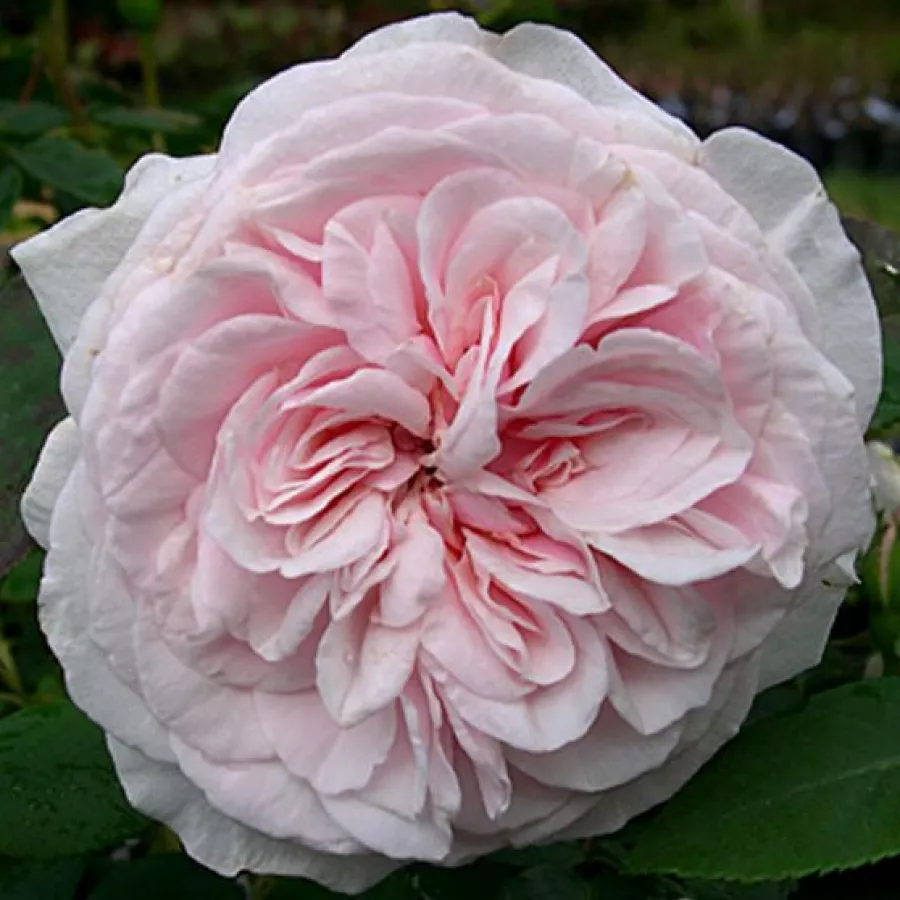 Rose - Rosier - Souvenir de la Malmaison - 