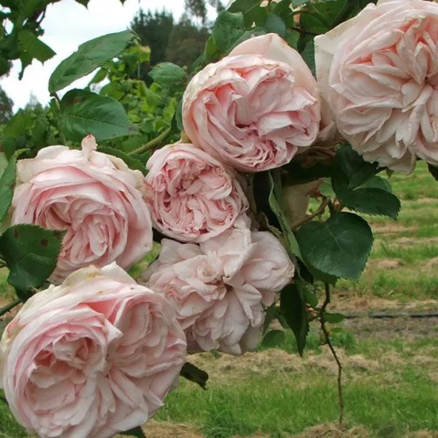 Jean Beluze - Rosa - Souvenir de la Malmaison - rosal de pie alto