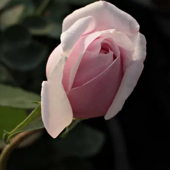 Rosa Souvenir de la Malmaison - rózsaszín - angolrózsa virágú- magastörzsű rózsafa