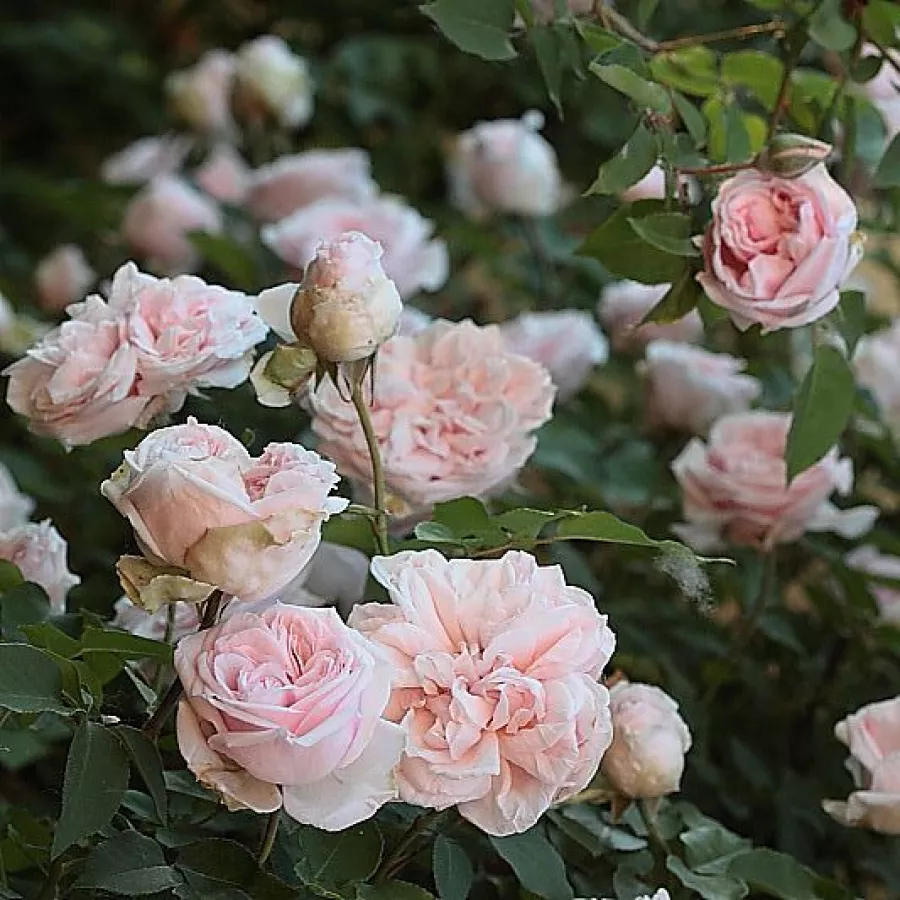120-150 cm - Rosa - Souvenir de la Malmaison - 