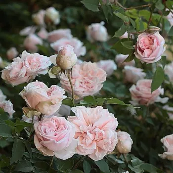 Jasnoróżowy z odcieniem ciemniejszych płatków zewnętrznych - róża pienna - Róże pienne - z kwiatami róży angielskiej