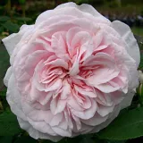 Bourbon vrtnice - Vrtnica intenzivnega vonja - vrtnice online - Rosa Souvenir de la Malmaison - roza