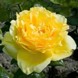 Sárga - teahibrid rózsa - Online rózsa vásárlás - Rosa Souvenir de Marcel Proust™ - intenzív illatú rózsa - gyöngyvirág aromájú