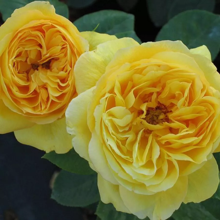 Galben - Trandafiri - Souvenir de Marcel Proust™ - Trandafiri online