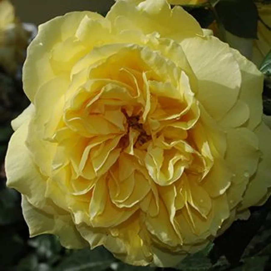 Vrtnica intenzivnega vonja - Roza - Souvenir de Marcel Proust™ - Na spletni nakup vrtnice