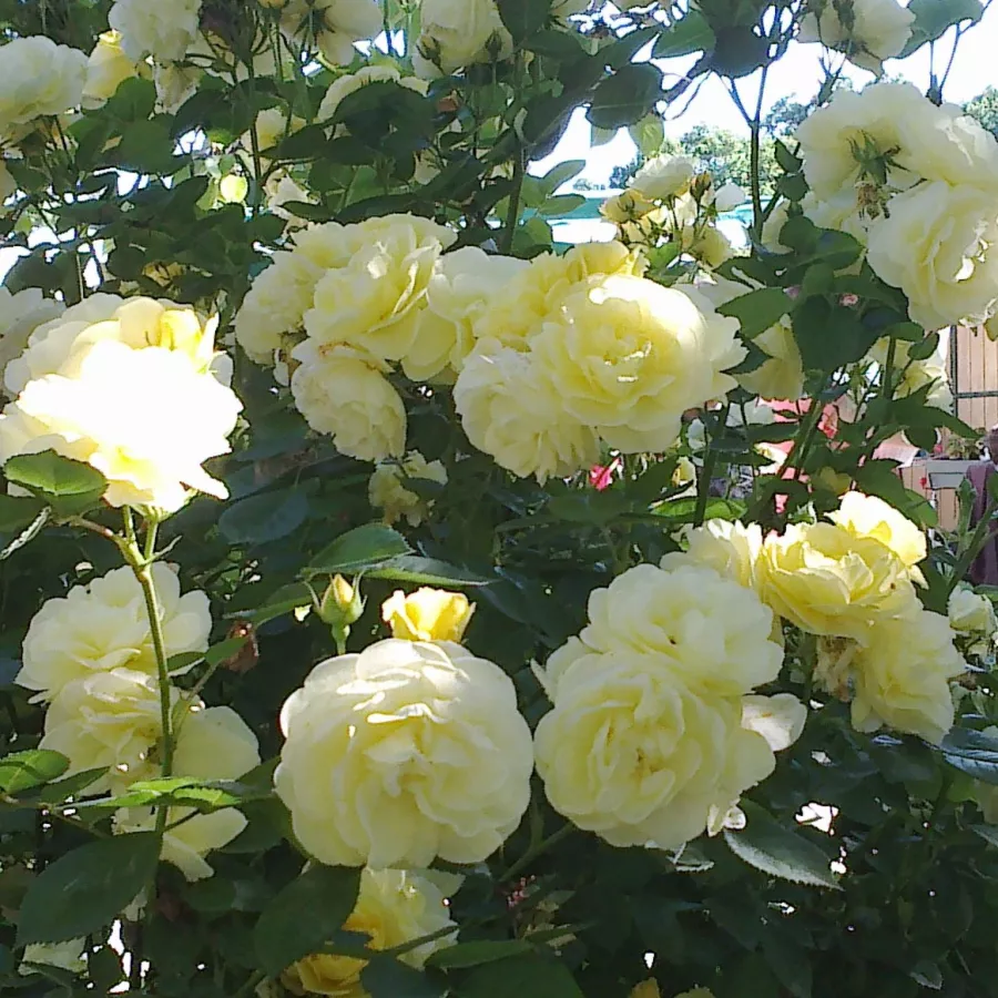 DELpapi - Roza - Souvenir de Marcel Proust™ - Na spletni nakup vrtnice