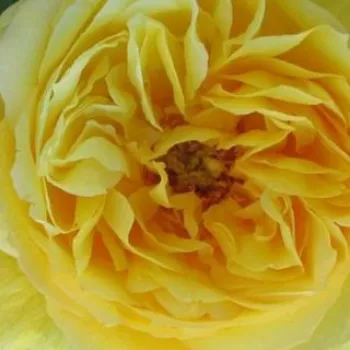 Rosen Shop - teehybriden-edelrosen - gelb - Rosa Souvenir de Marcel Proust™ - stark duftend - Georges Delbard - Ihre intensiv gelben Blüten düften besonders und blühen üppig.