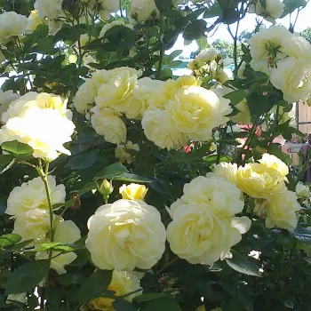Sárga - teahibrid virágú - magastörzsű rózsafa - intenzív illatú rózsa - gyöngyvirág aromájú