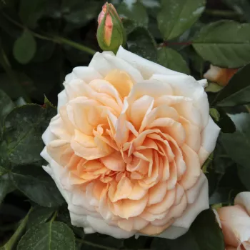 Barackrózsaszín - angol rózsa - közepesen illatos rózsa - vanilia aromájú