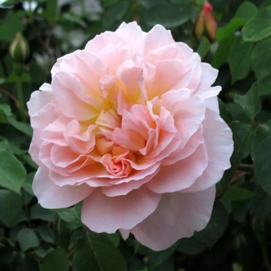 Angielska róża - Róża - Ausjolly - Szkółka Róż Rozaria