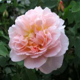 Angleška vrtnica - roza - Zmerno intenzivni vonj vrtnice - Rosa Ausjolly - Na spletni nakup vrtnice