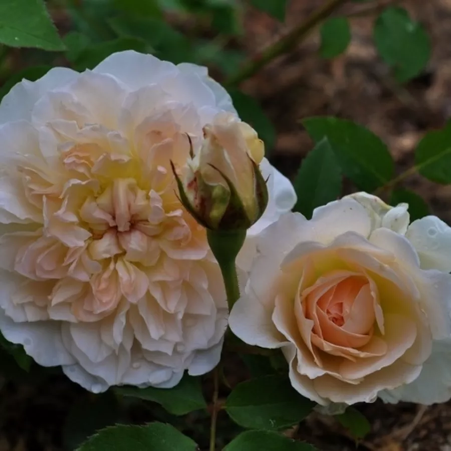 Roz - Trandafiri - Ausjolly - Trandafiri online