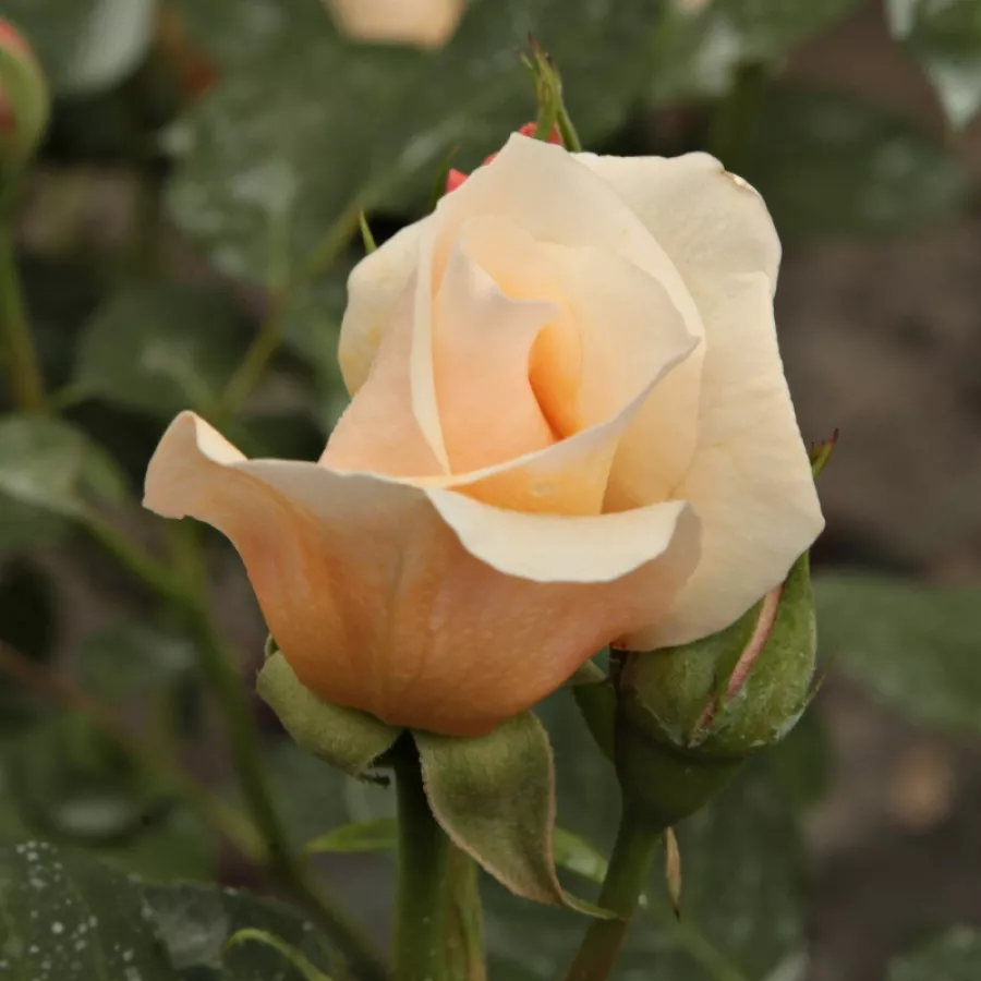 Stredne intenzívna vôňa ruží - Ruža - Ausjolly - Ruže - online - koupit