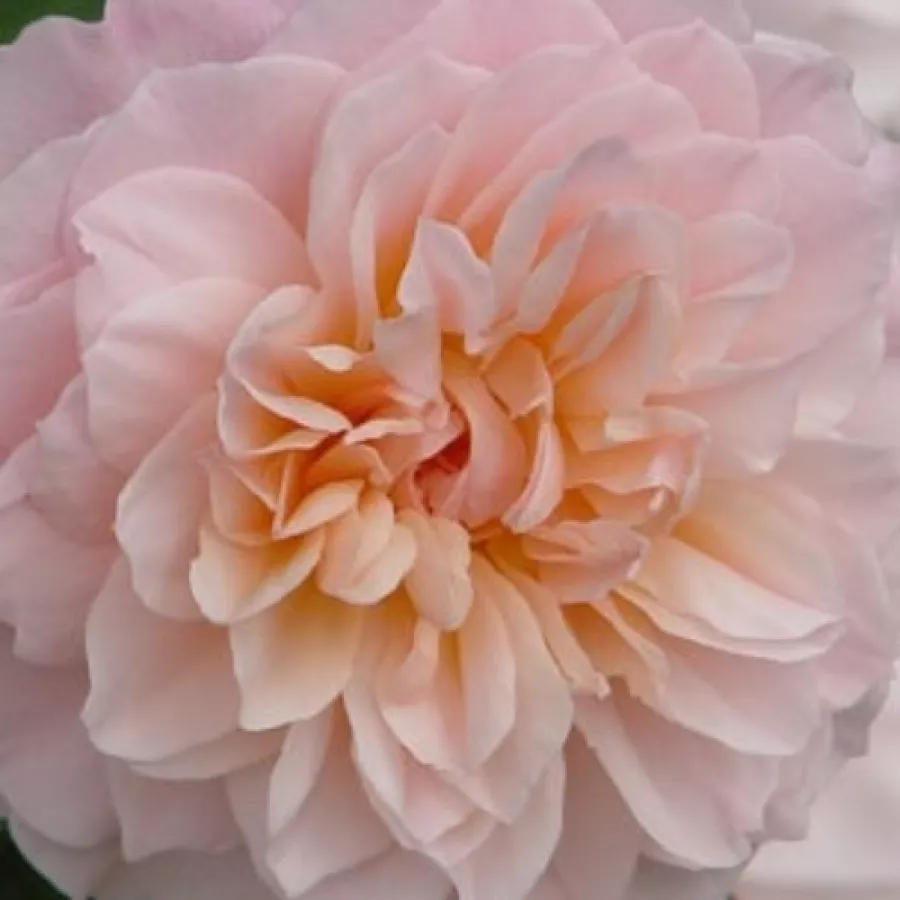 English Rose Collection, Shrub - Ruža - Ausjolly - Ruže - online - koupit