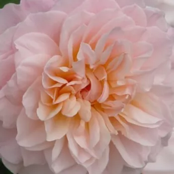 Ružová - školka - eshop  - anglická ruža - ružová - stredne intenzívna vôňa ruží - vanilka - Ausjolly - (80-90 cm)