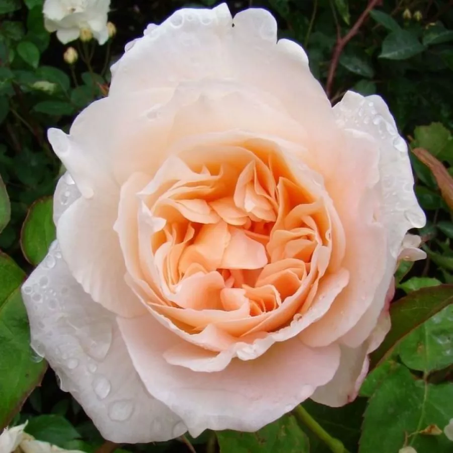 Rosa - Rosa - Ausjolly - rosal de pie alto