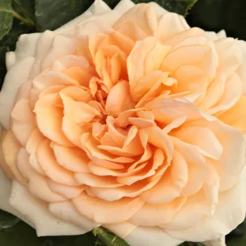 Rosa Ausjolly - rosa de fragancia medio intensa - Árbol de Rosas Inglesa - rosal de pie alto - rosa - David Austin- forma de corona tupida - Rosal de árbol con flores grandes y densas y con una gran cantidad de pétalos.
