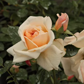 Rosa Ausjolly - roze - stamrozen - Stamroos - Engelse roos