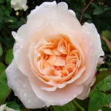 Rózsaszín - közepesen illatos rózsa - vanilia aromájú - Online rózsa vásárlás - Rosa Ausjolly - angol rózsa
