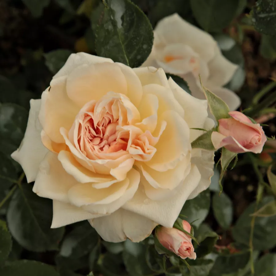 Angol rózsa - Rózsa - Ausjolly - kertészeti webáruház