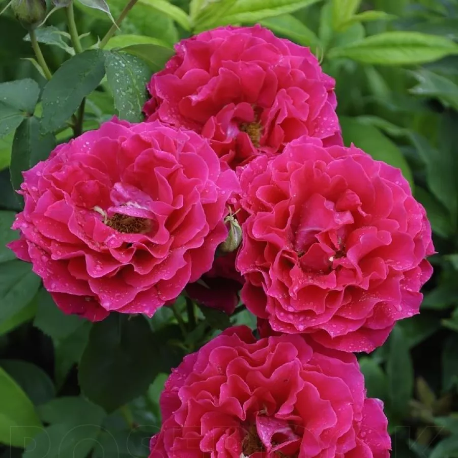 Róże rabatowe grandiflora - floribunda - Róża - Souvenir d'Edouard Maubert™ - Szkółka Róż Rozaria