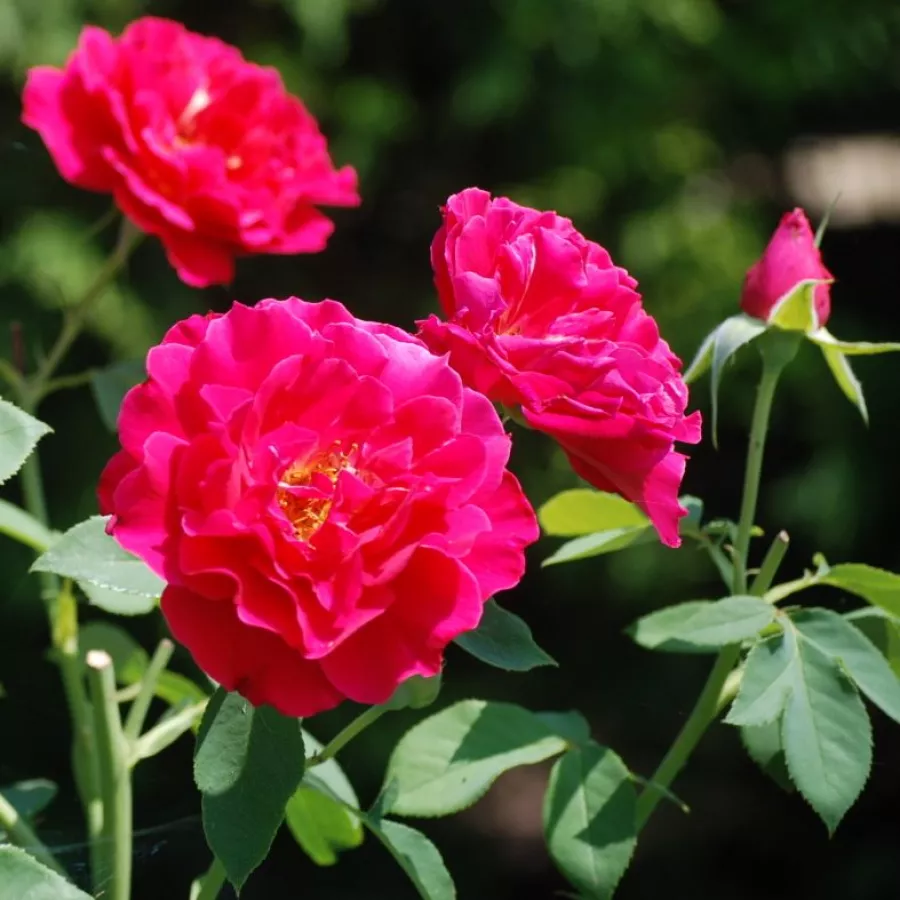 Rosa - Rosa - Souvenir d'Edouard Maubert™ - Produzione e vendita on line di rose da giardino
