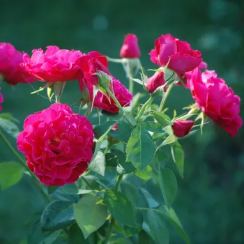Piros - virágágyi floribunda rózsa - intenzív illatú rózsa - szegfűszeg aromájú