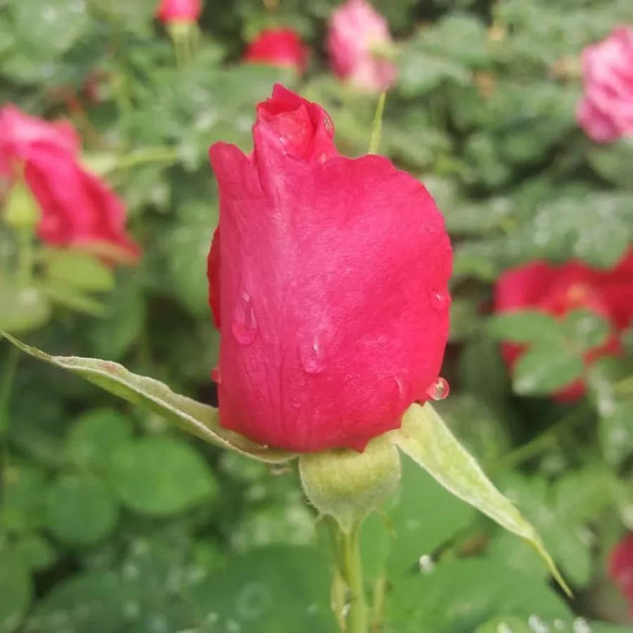árbol de rosas de flores en grupo - rosal de pie alto - Rosa - Souvenir d'Edouard Maubert™ - rosal de pie alto