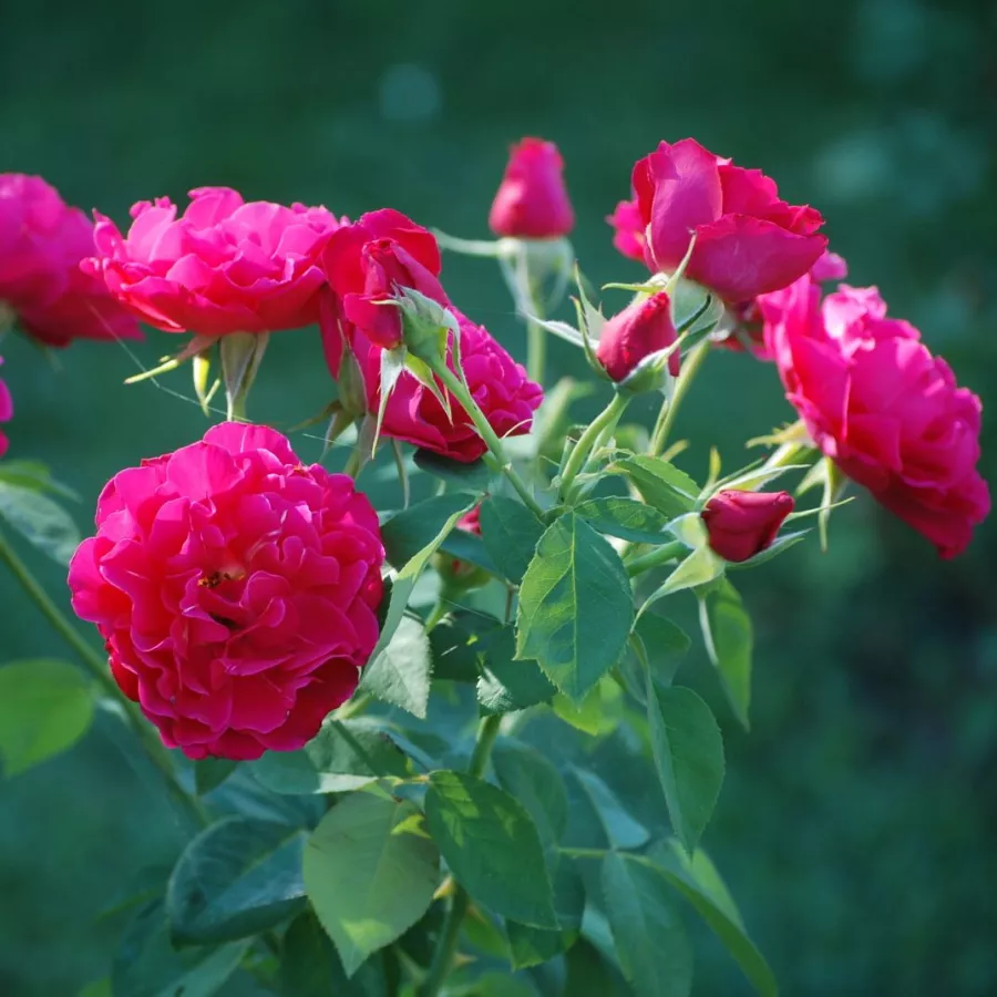 120-150 cm - Rosa - Souvenir d'Edouard Maubert™ - rosal de pie alto