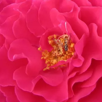 Rosen Online Bestellen - Rosa - floribundarosen - stark duftend - Rosa Souvenir d'Edouard Maubert™ - Dominique Massad - Hellrote, duftende Beetrose.