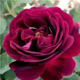 Lila - történelmi - perpetual hibrid rózsa - Online rózsa vásárlás - Rosa Souvenir du Docteur Jamain - diszkrét illatú rózsa - málna aromájú
