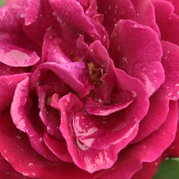 Online rózsa kertészet - lila - történelmi - perpetual hibrid rózsa - Souvenir du Docteur Jamain - diszkrét illatú rózsa - málna aromájú - (150-300 cm)
