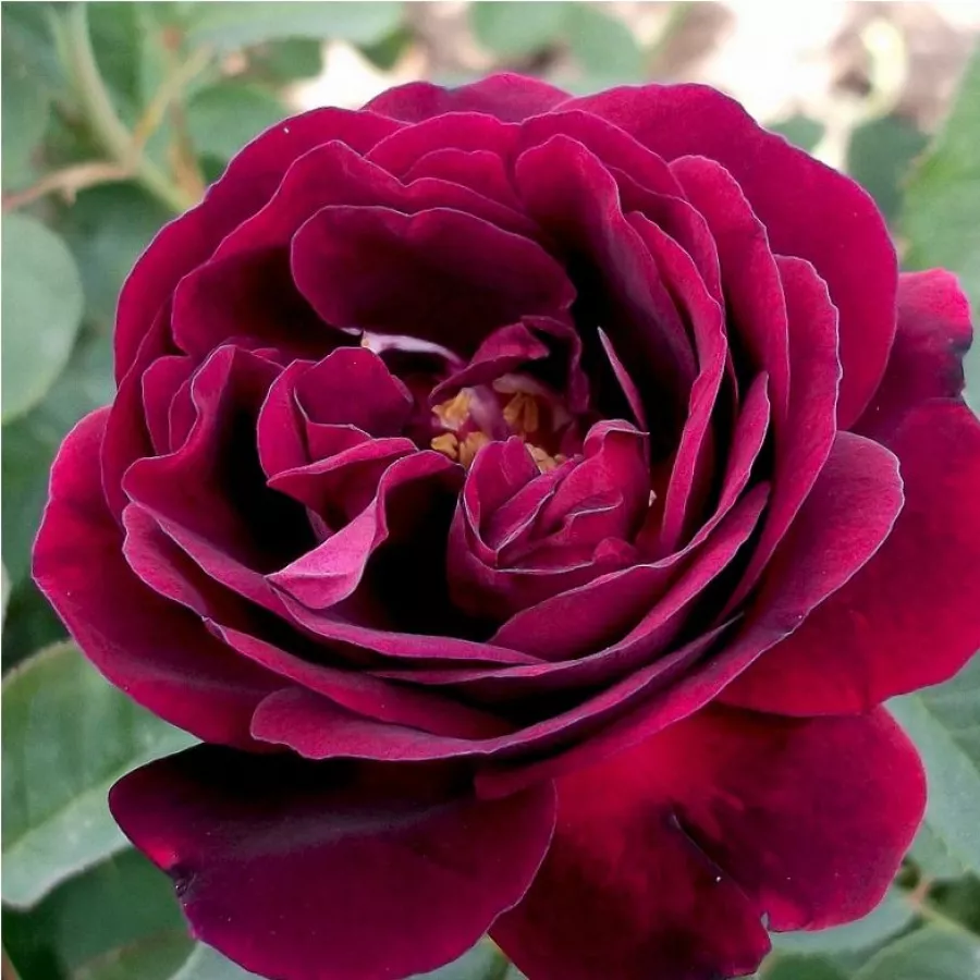 Róże Hybrid Perpetual - Róża - Souvenir du Docteur Jamain - Szkółka Róż Rozaria
