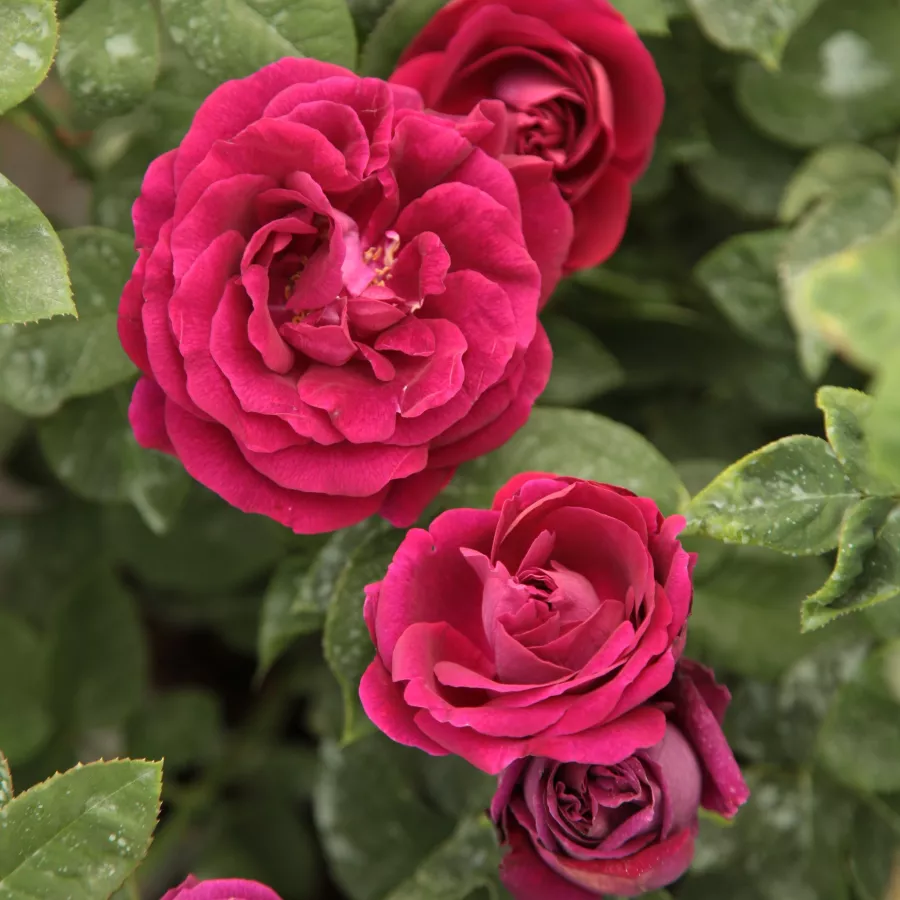 Porpora - Rosa - Souvenir du Docteur Jamain - Produzione e vendita on line di rose da giardino